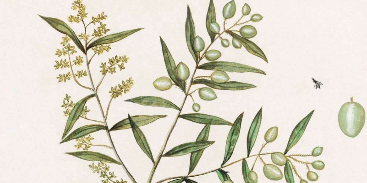 Historical Harvest - Piccolo Fiore Prints
