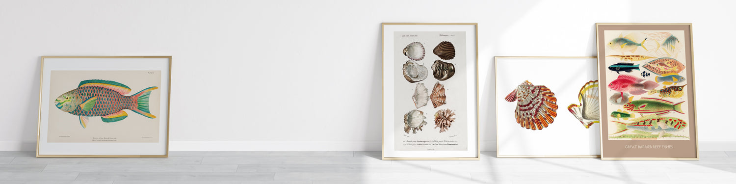 Sea Life & Shells - Piccolo Fiore Prints