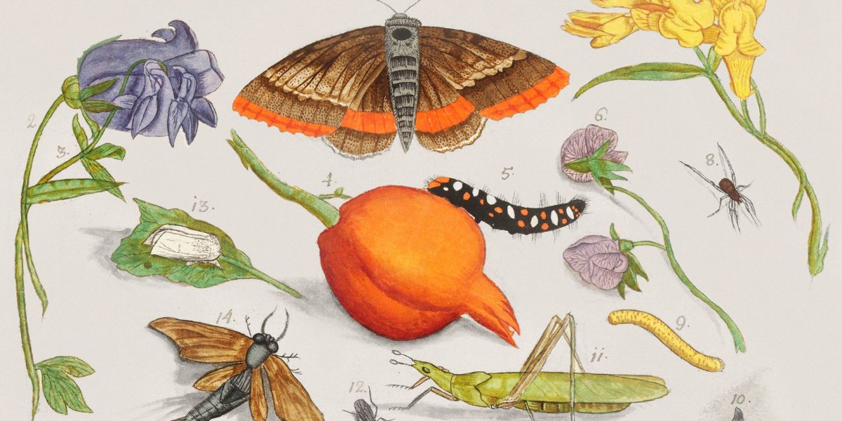 Vintage Natural History - Piccolo Fiore Prints