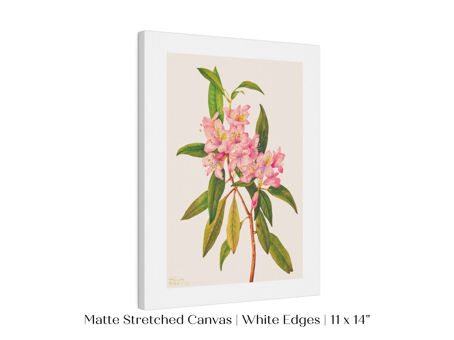 Pink Rose Bay Rhododendron Illustration | P178