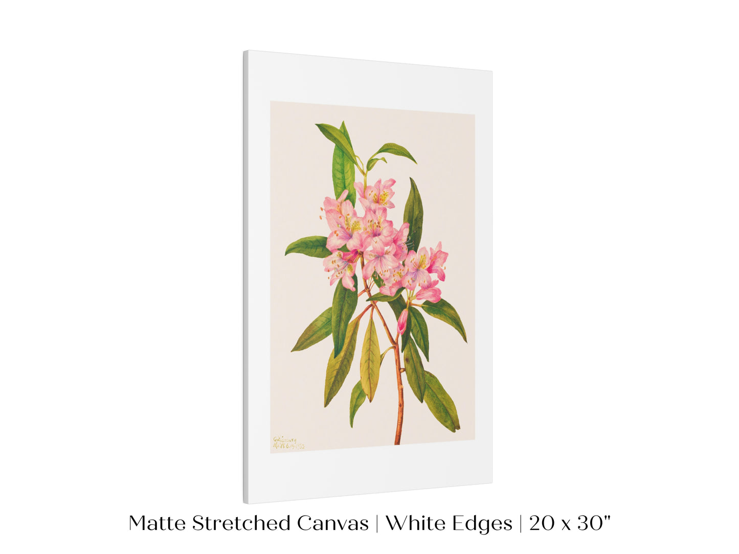 Pink Rose Bay Rhododendron Illustration | P178