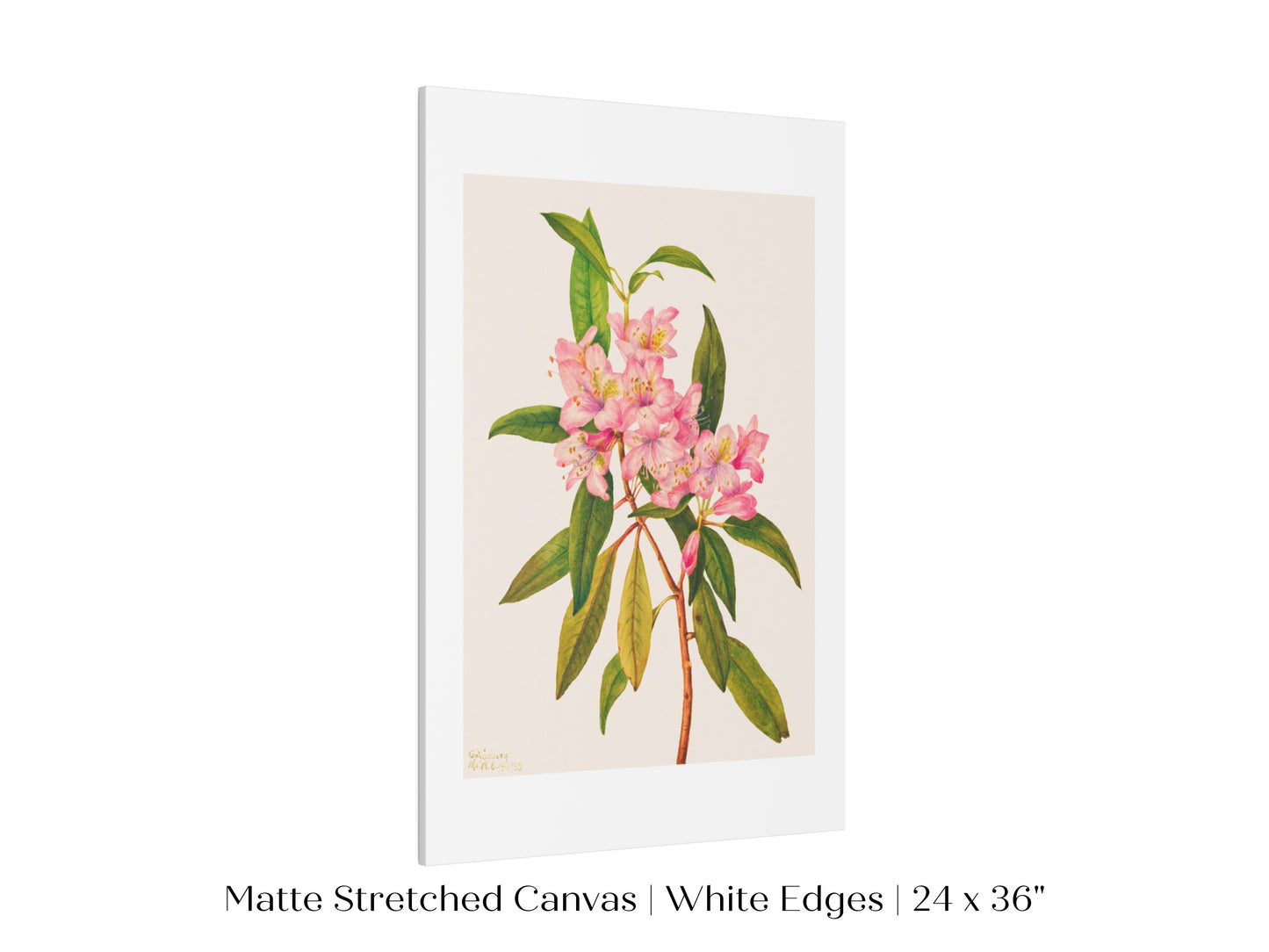 Pink Rose Bay Rhododendron Illustration | P178