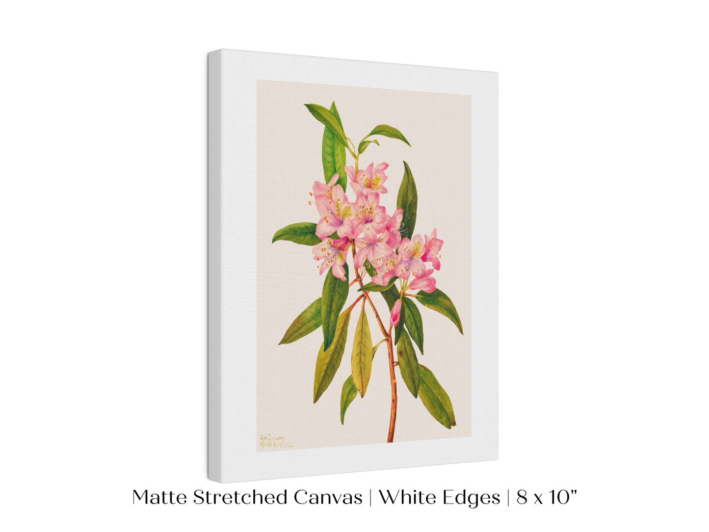 Pink Rose Bay Rhododendron Illustration | P178