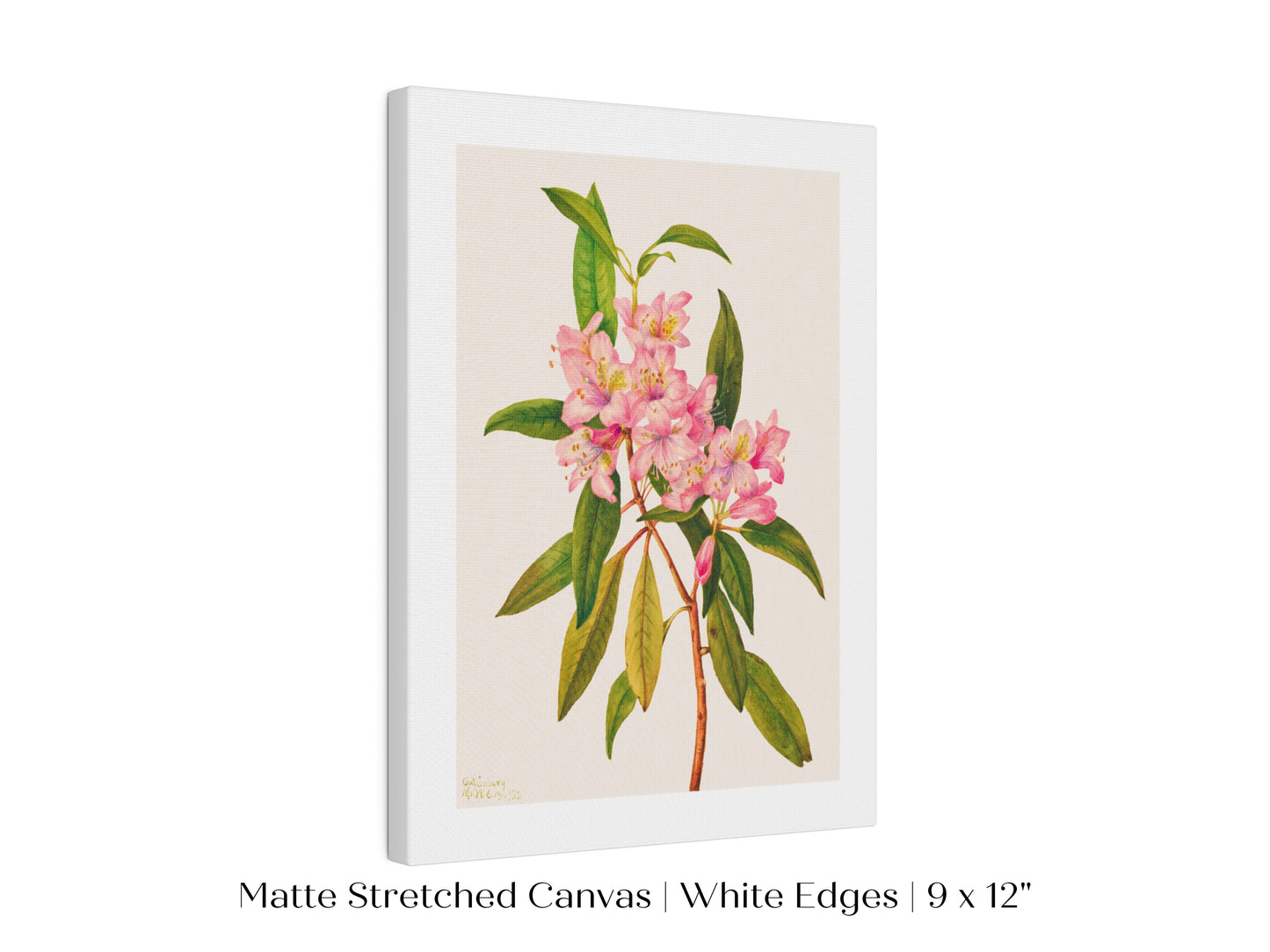 Pink Rose Bay Rhododendron Illustration | P178