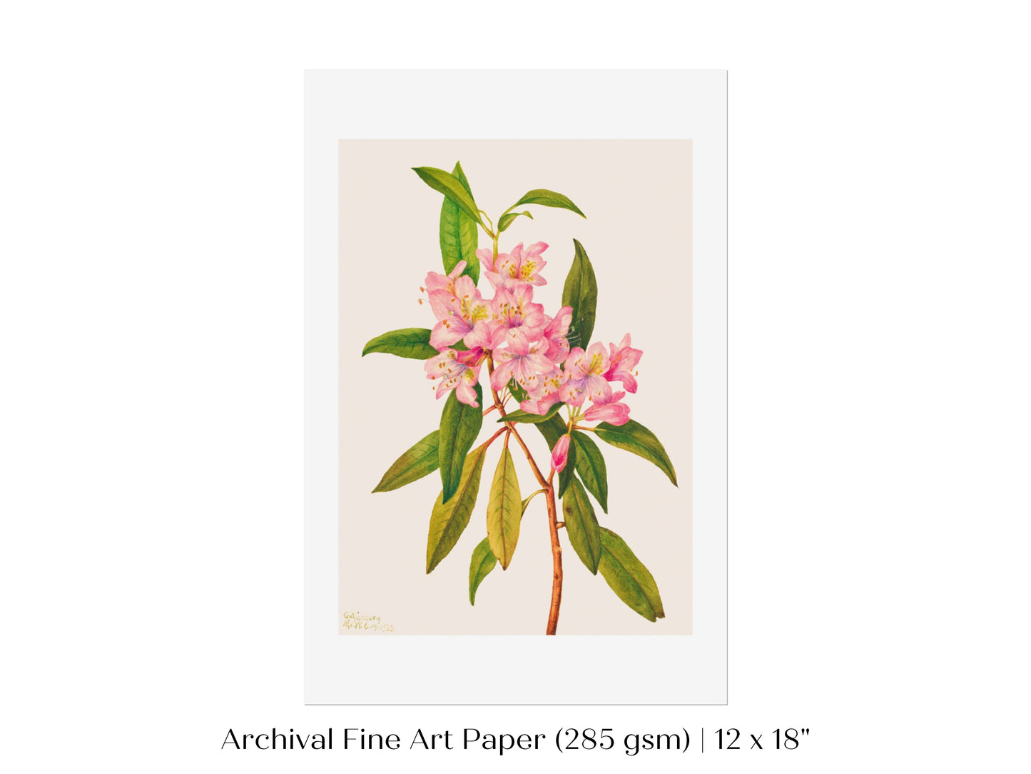 Pink Rose Bay Rhododendron Illustration | P178