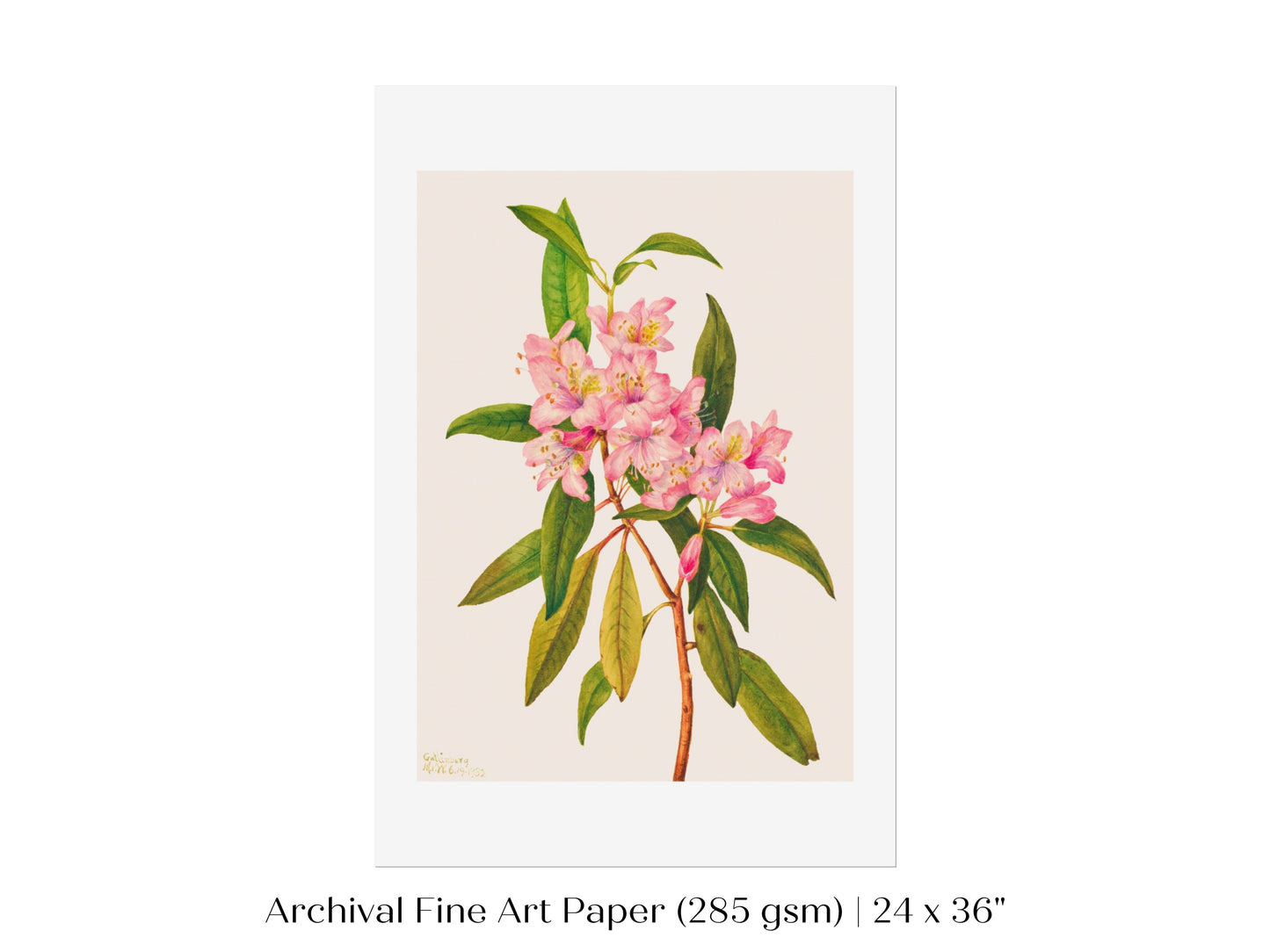 Pink Rose Bay Rhododendron Illustration | P178