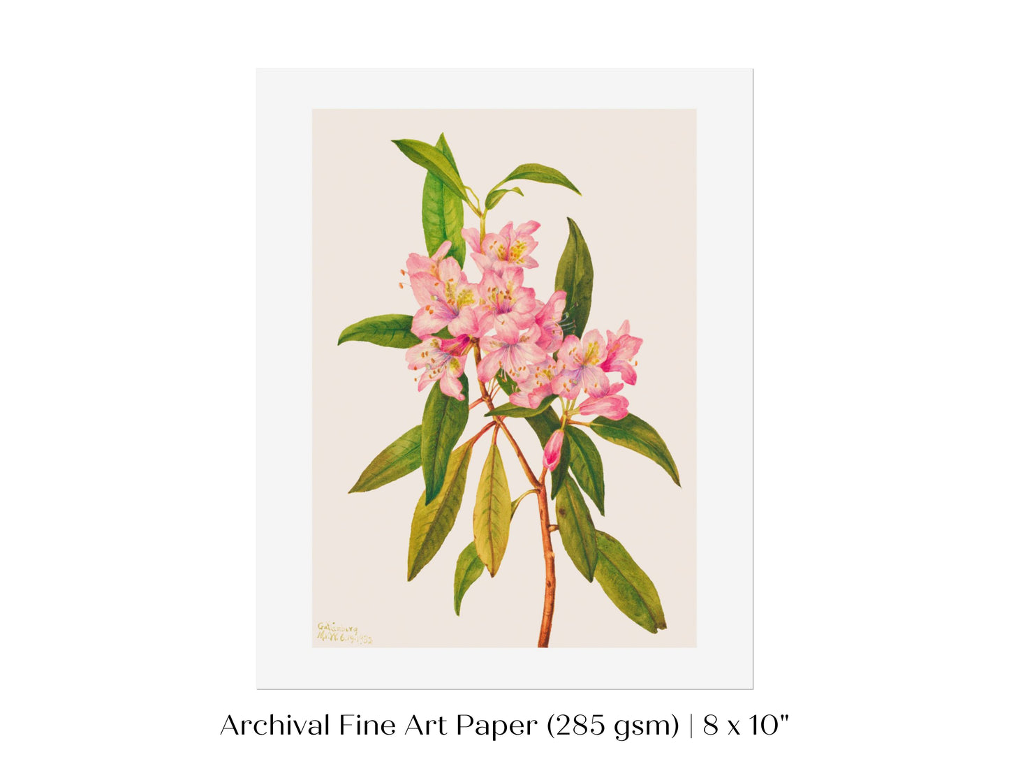 Pink Rose Bay Rhododendron Illustration | P178