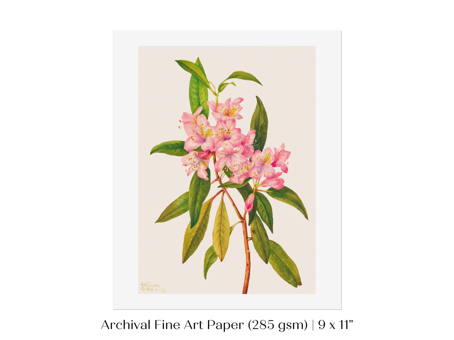Pink Rose Bay Rhododendron Illustration | P178
