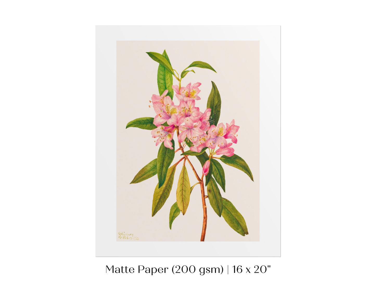 Pink Rose Bay Rhododendron Illustration | P178