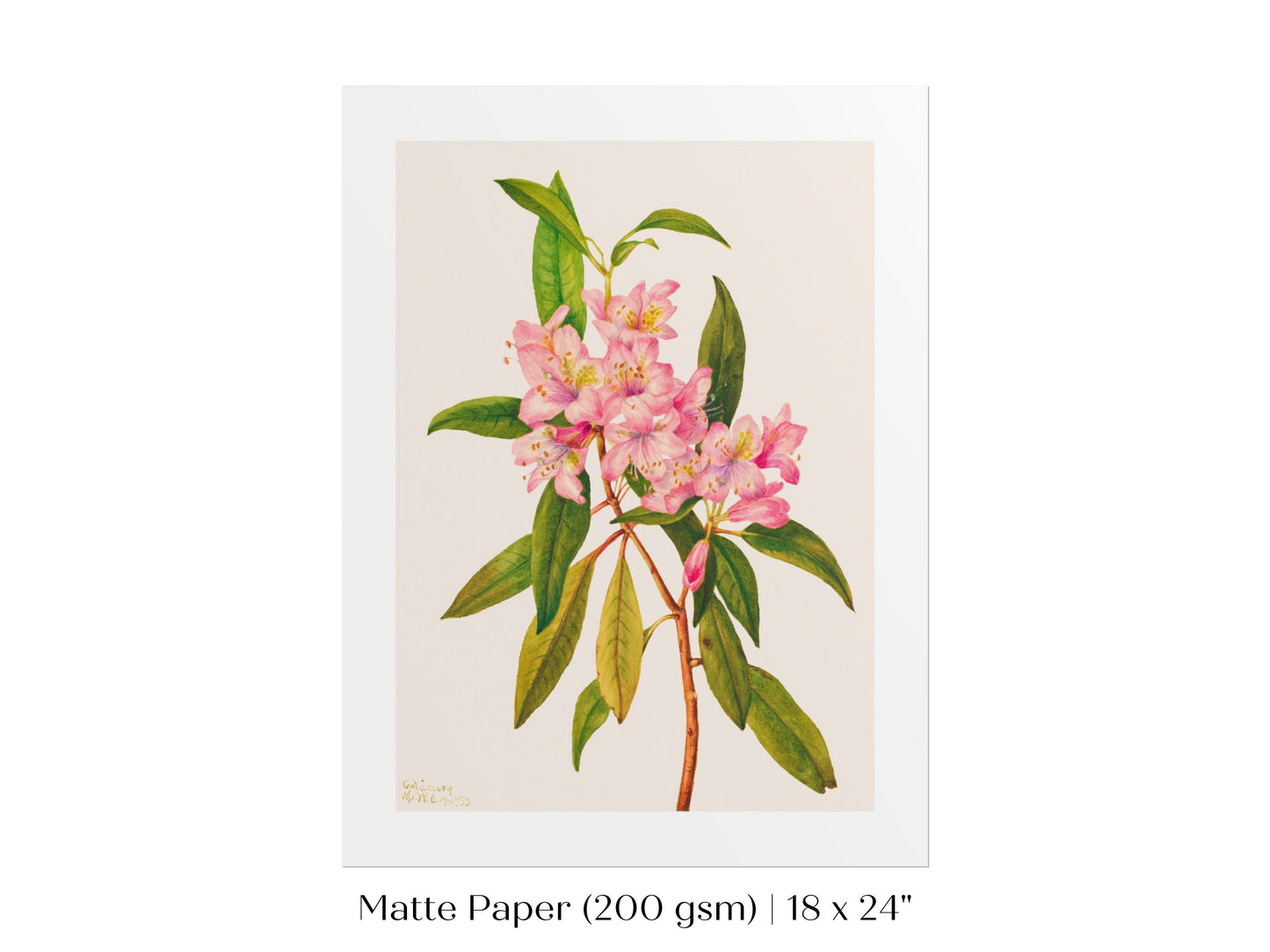 Pink Rose Bay Rhododendron Illustration | P178