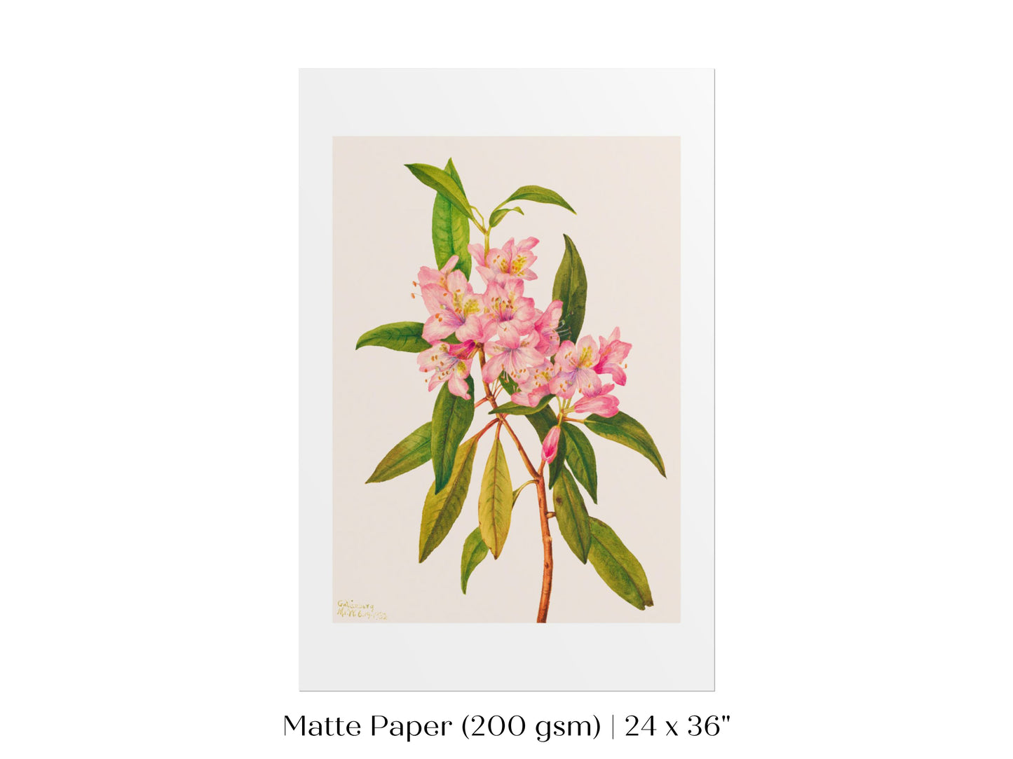 Pink Rose Bay Rhododendron Illustration | P178