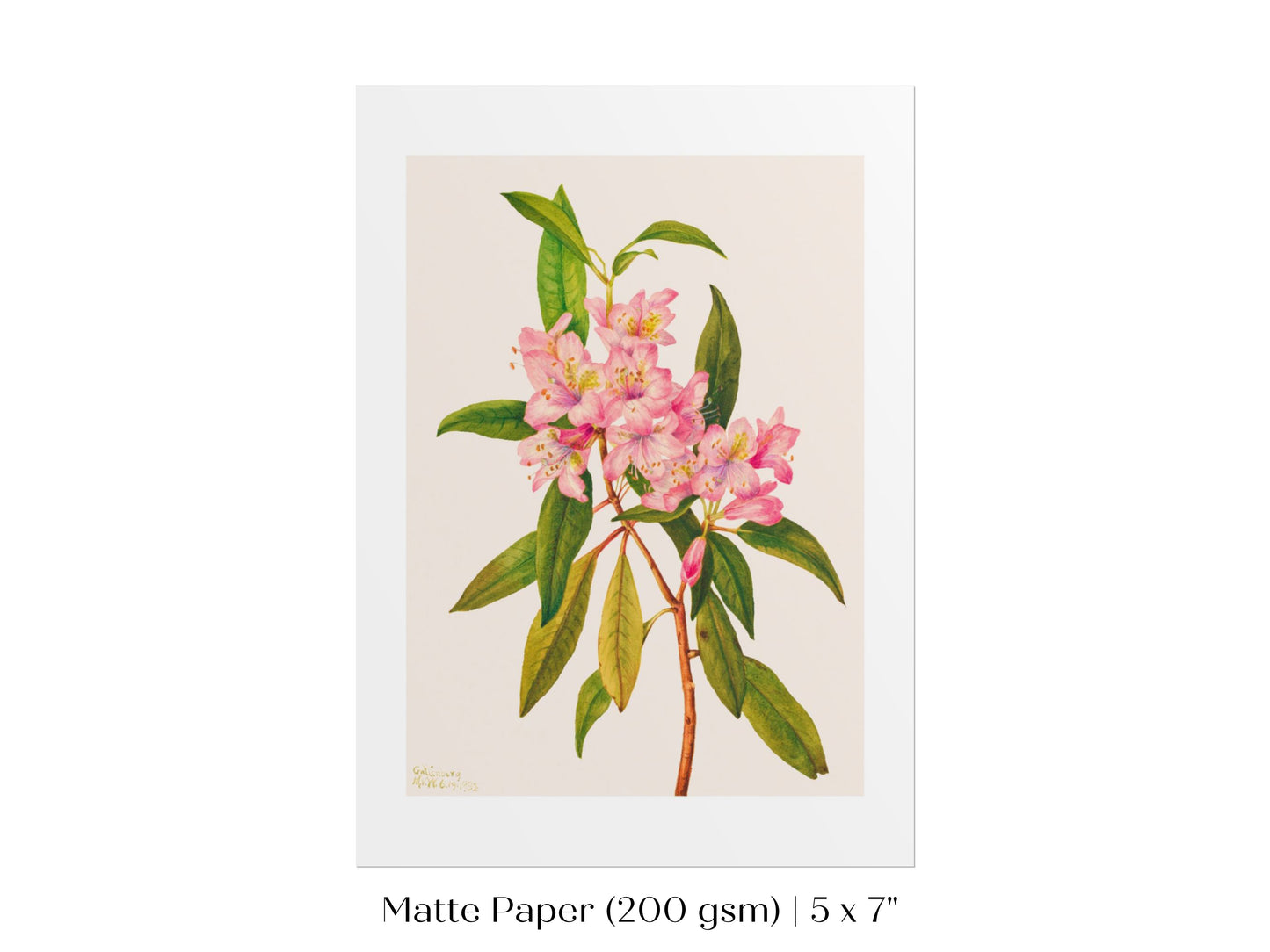 Pink Rose Bay Rhododendron Illustration | P178