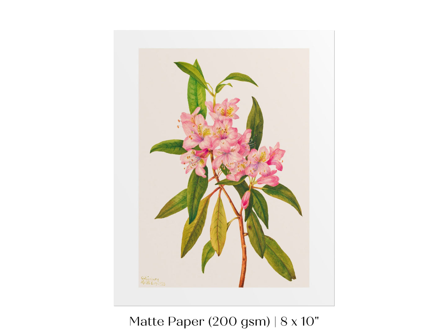 Pink Rose Bay Rhododendron Illustration | P178
