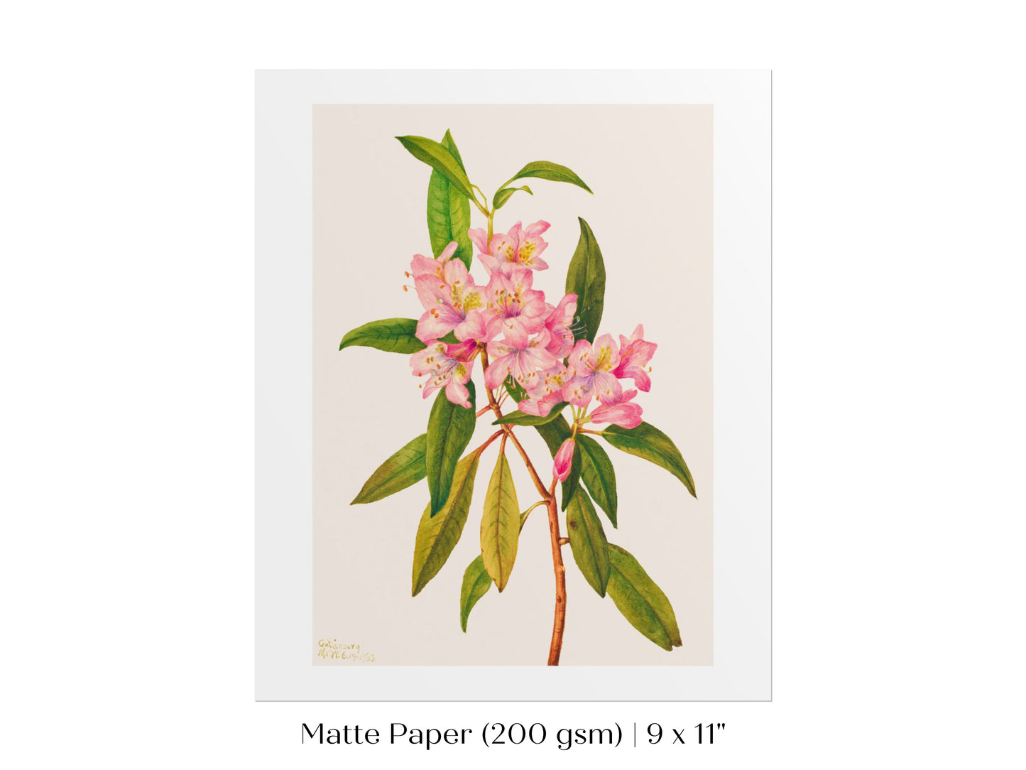 Pink Rose Bay Rhododendron Illustration | P178