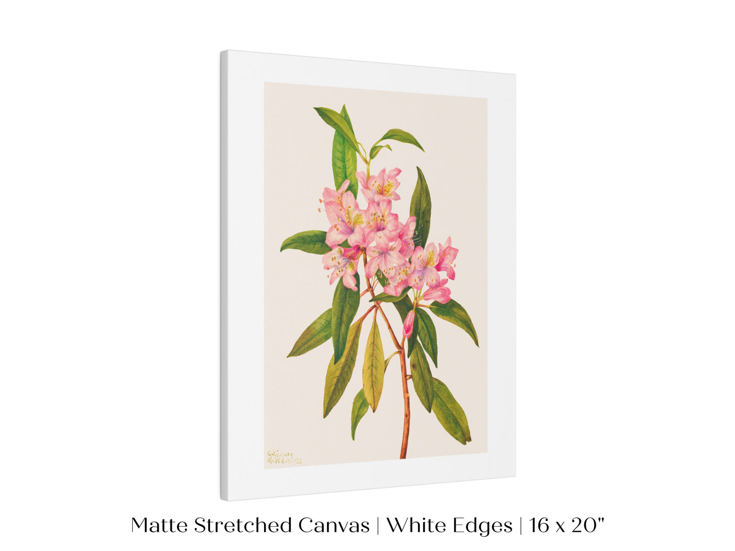 Pink Rose Bay Rhododendron Illustration | P178