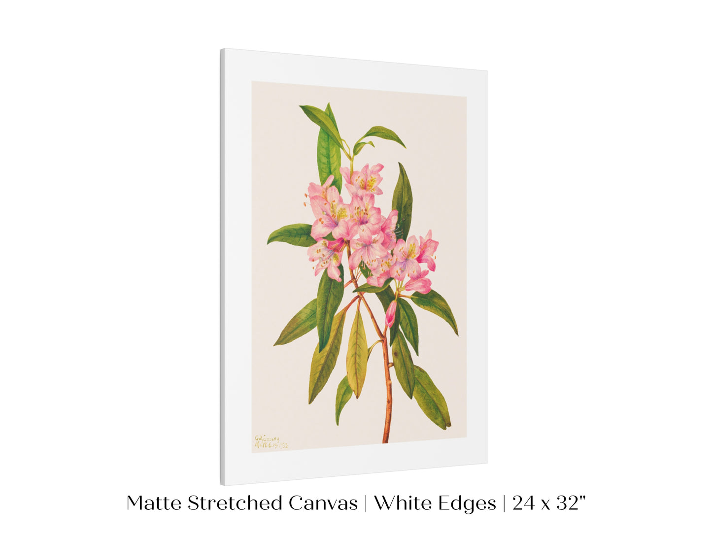 Pink Rose Bay Rhododendron Illustration | P178
