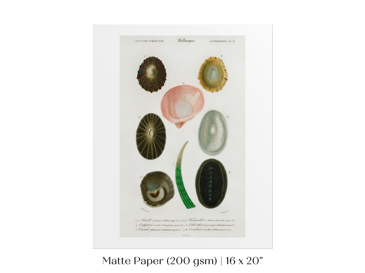Shell/Mollusk Illustration | P230