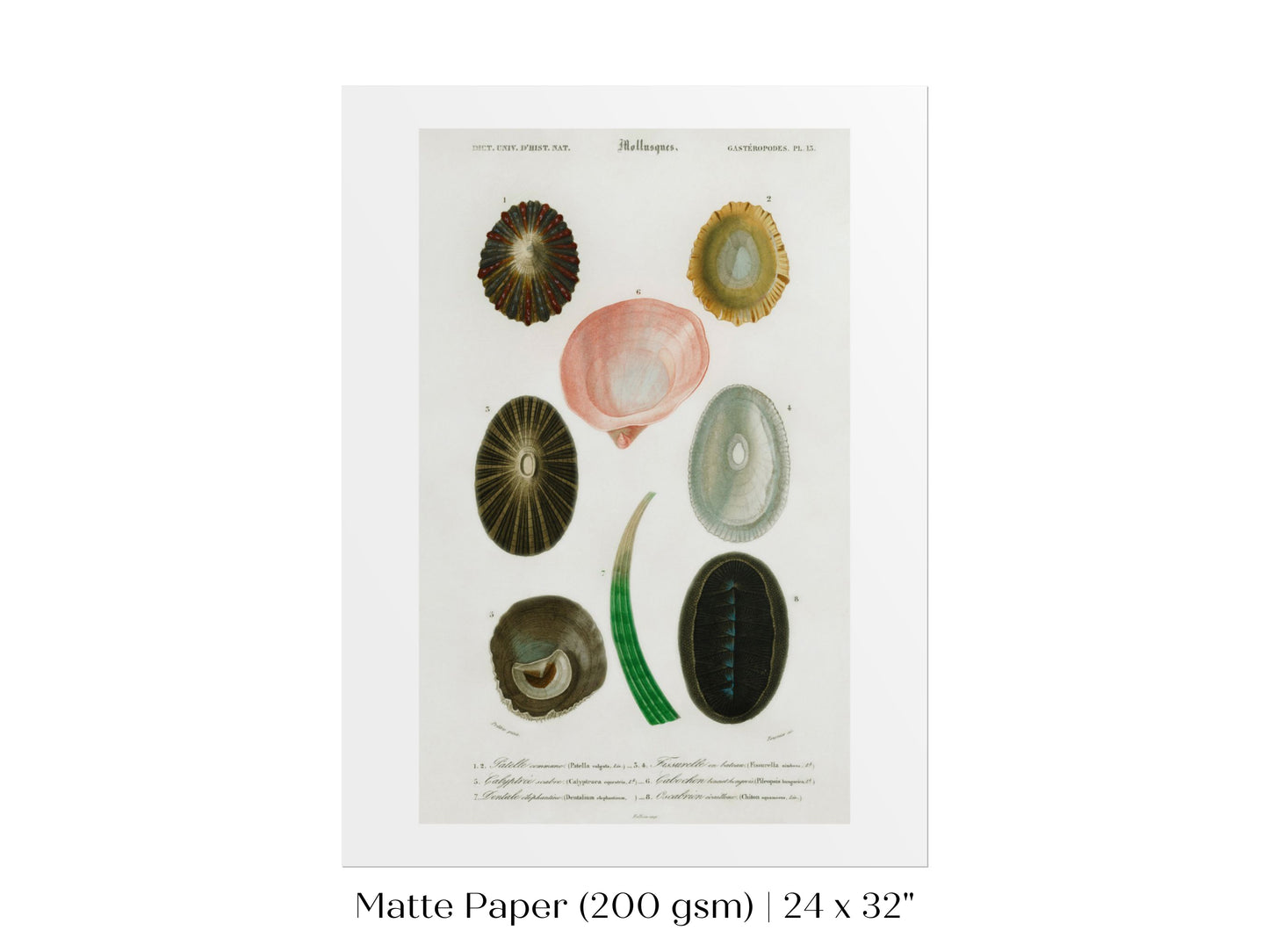Shell/Mollusk Illustration | P230
