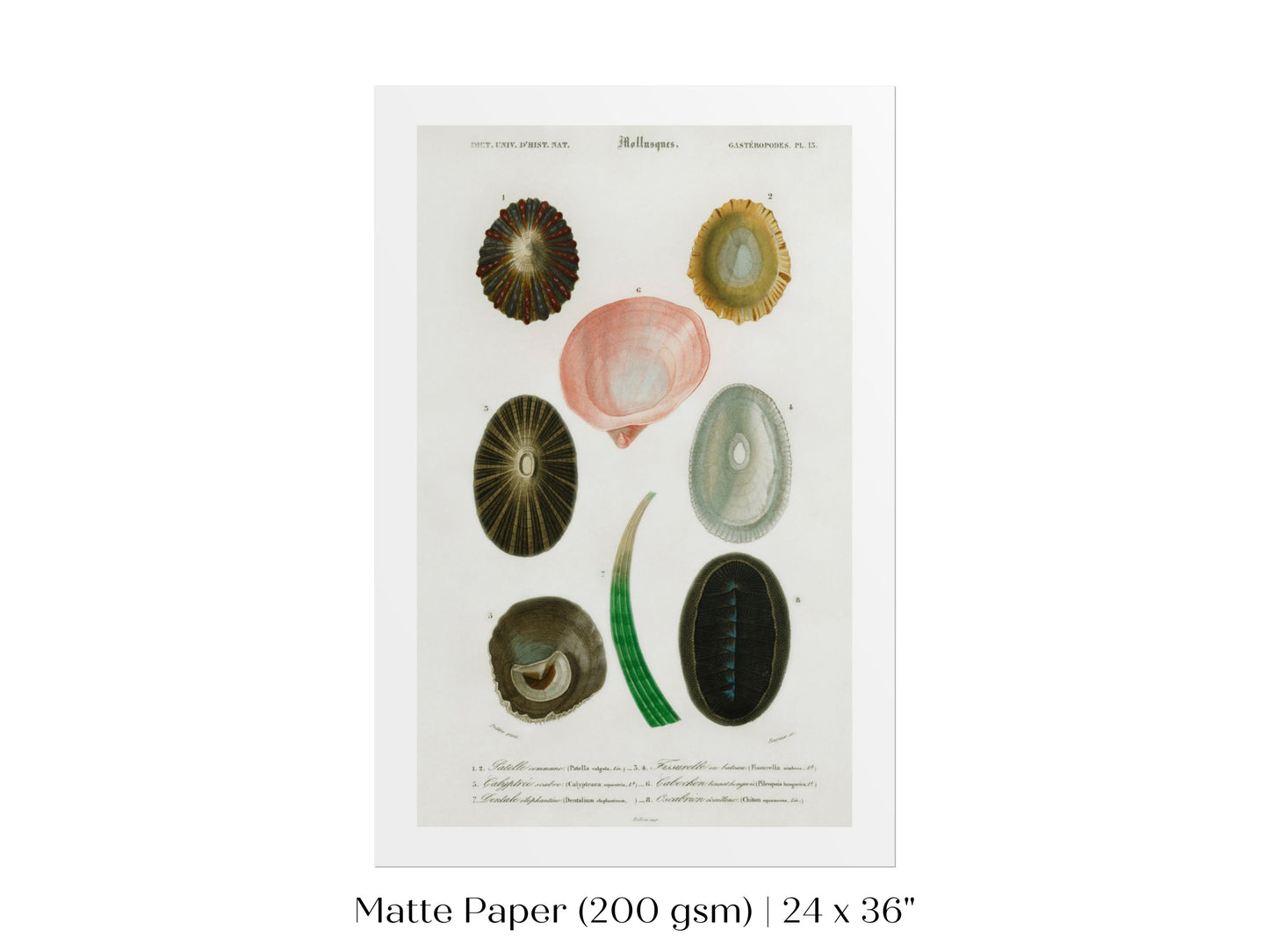 Shell/Mollusk Illustration | P230