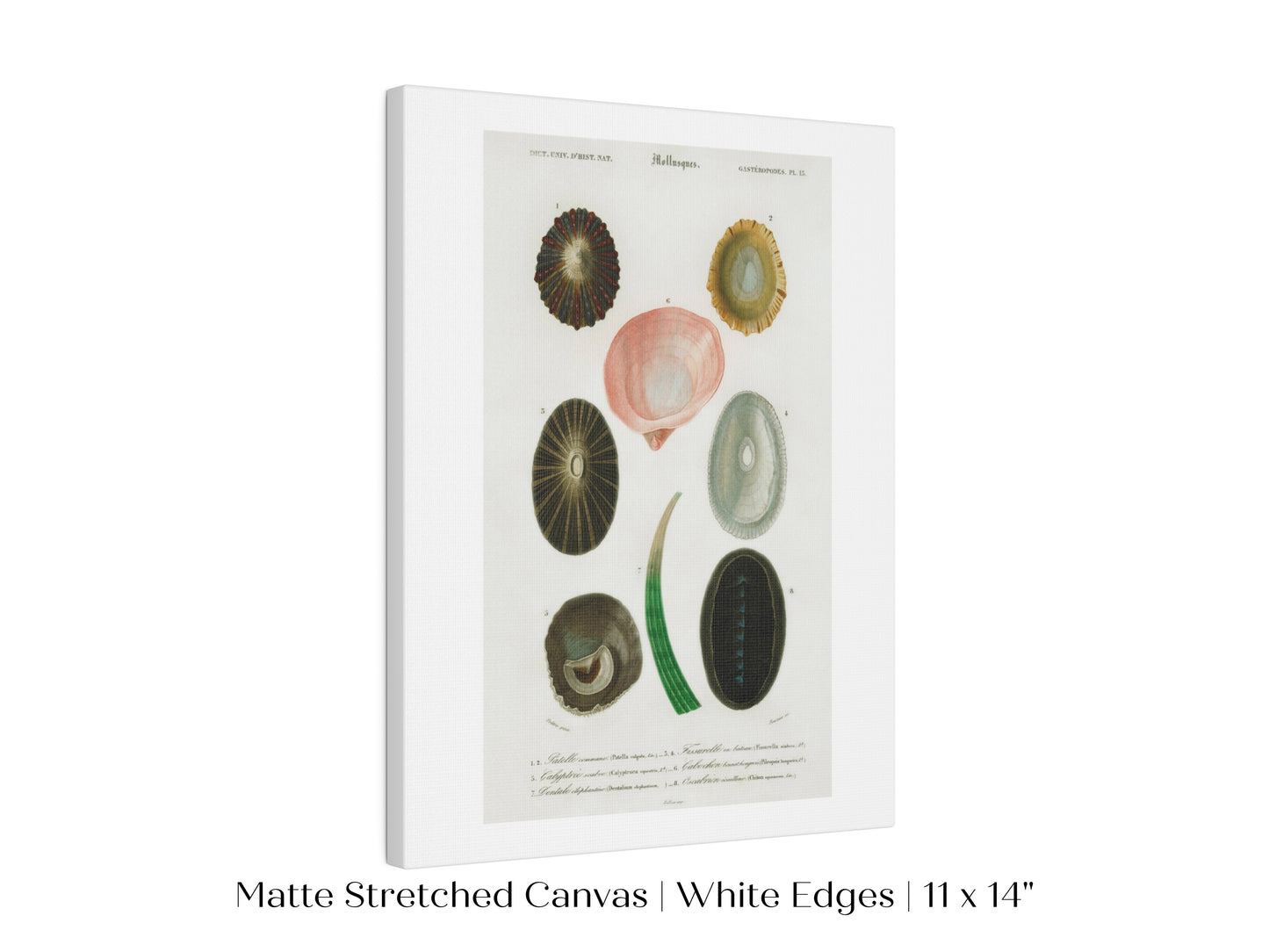 Shell/Mollusk Illustration | P230