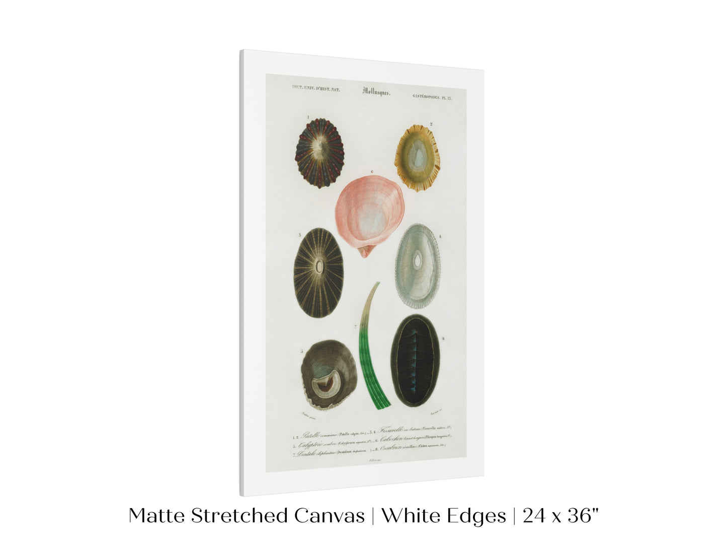 Shell/Mollusk Illustration | P230