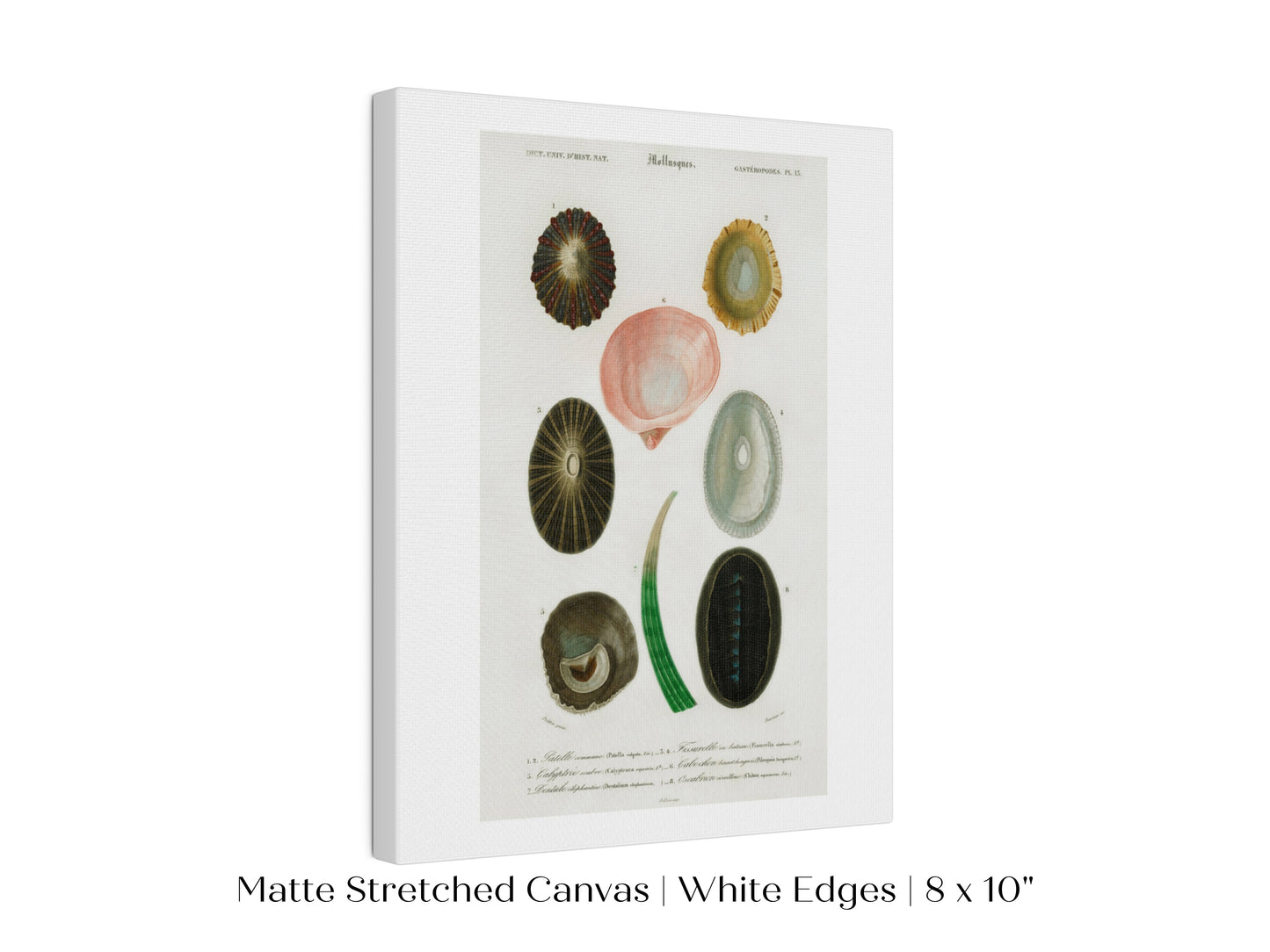 Shell/Mollusk Illustration | P230