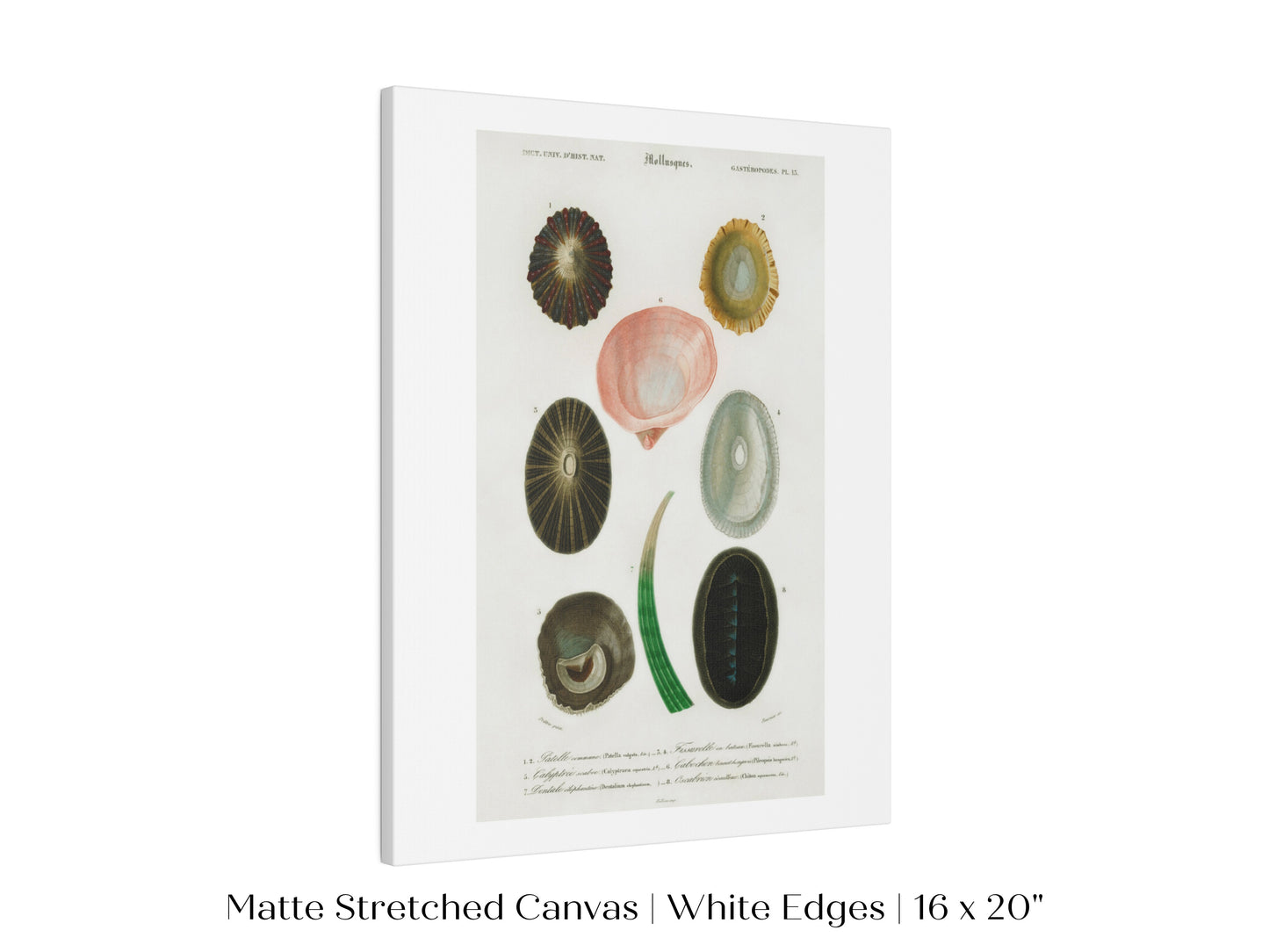 Shell/Mollusk Illustration | P230