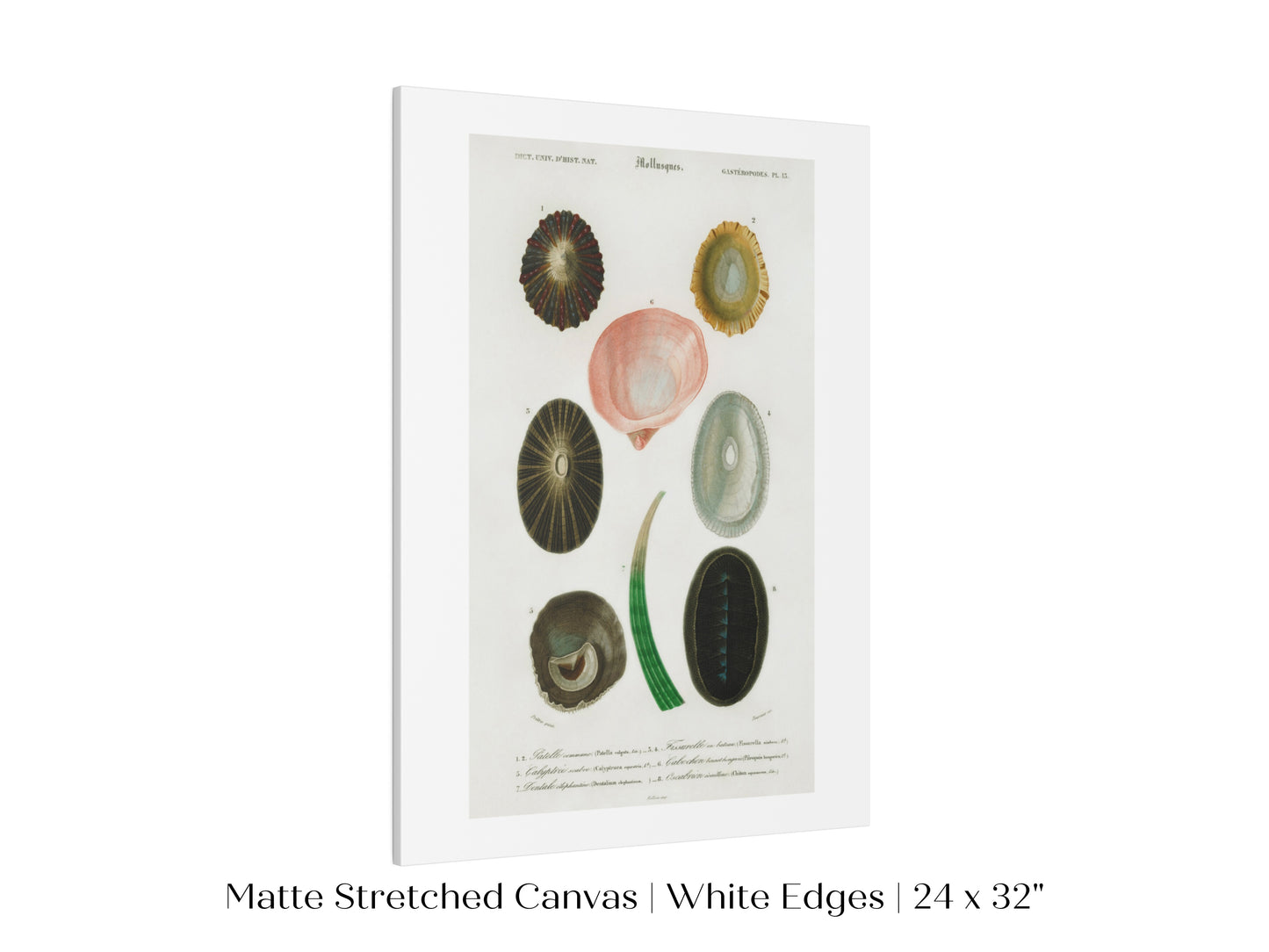 Shell/Mollusk Illustration | P230