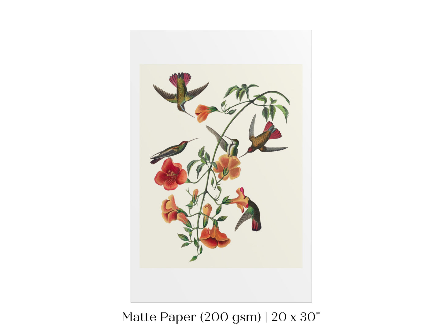 Mango Hummingbird Illustration | P258