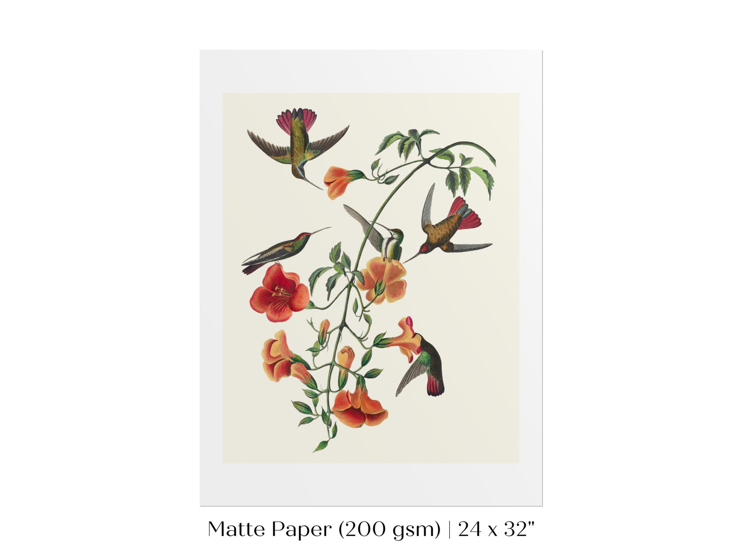 Mango Hummingbird Illustration | P258