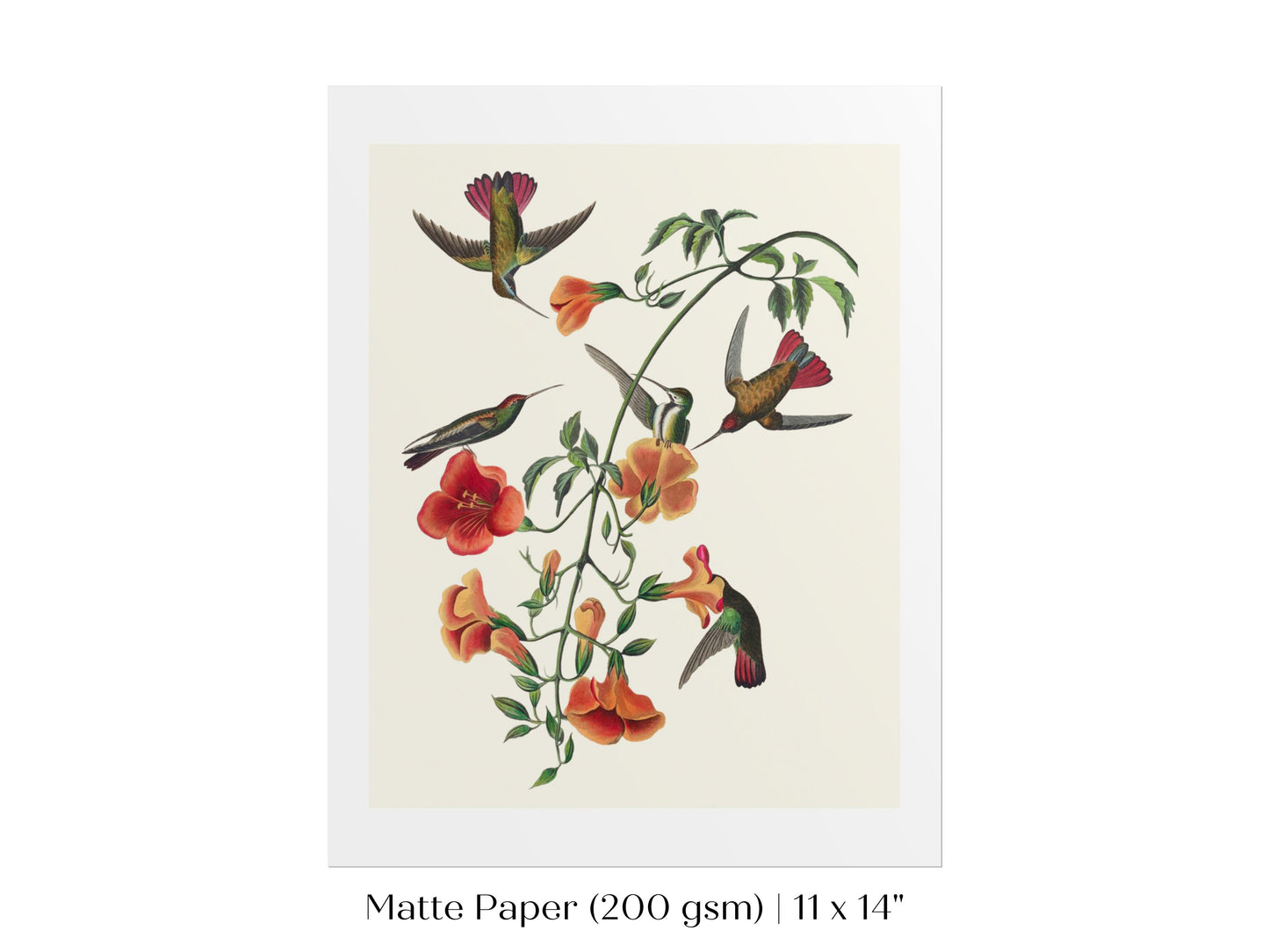Mango Hummingbird Illustration | P258