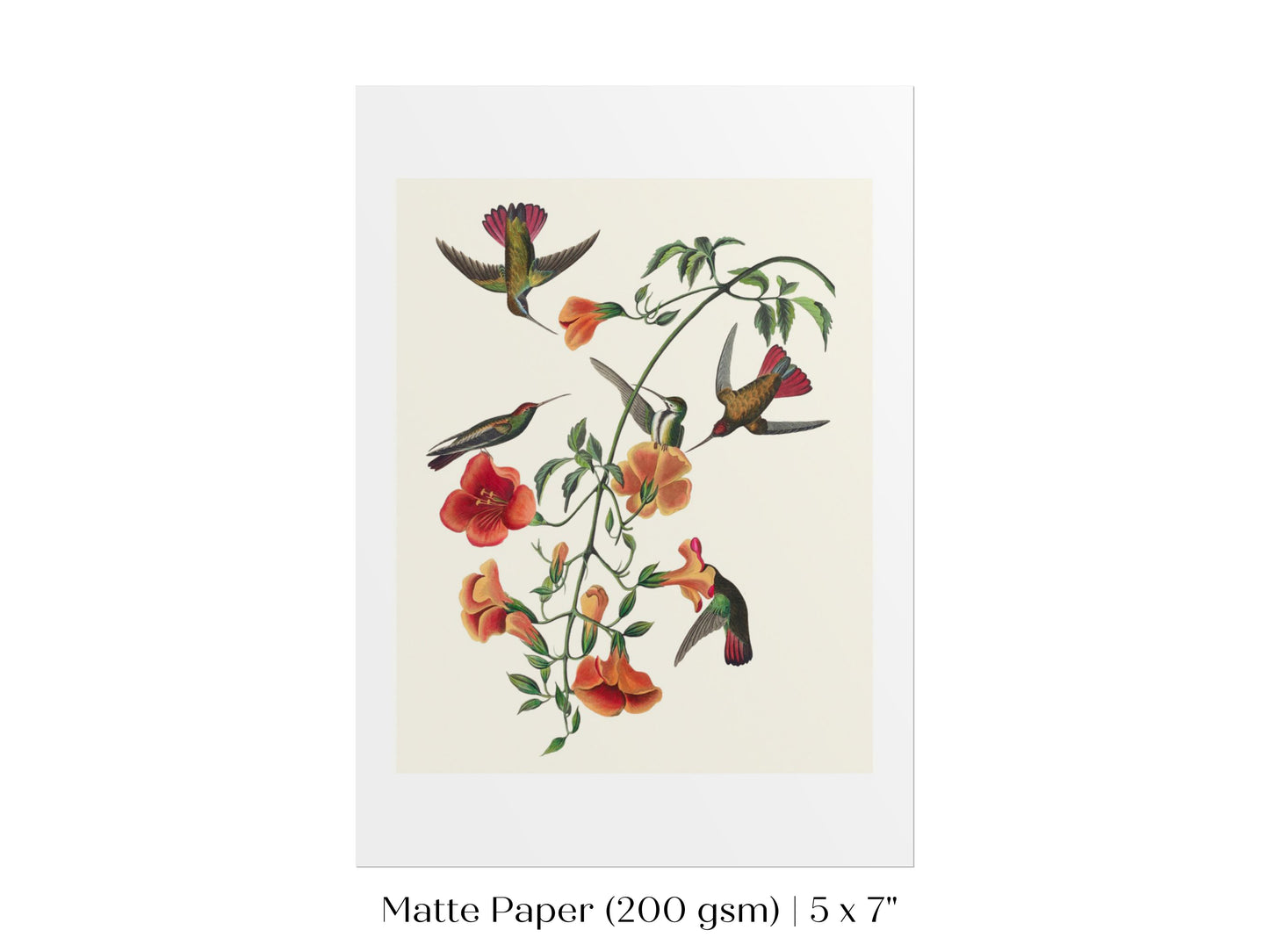 Mango Hummingbird Illustration | P258