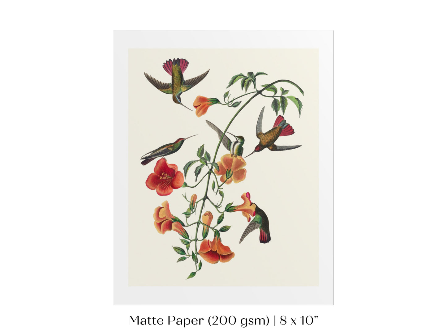 Mango Hummingbird Illustration | P258