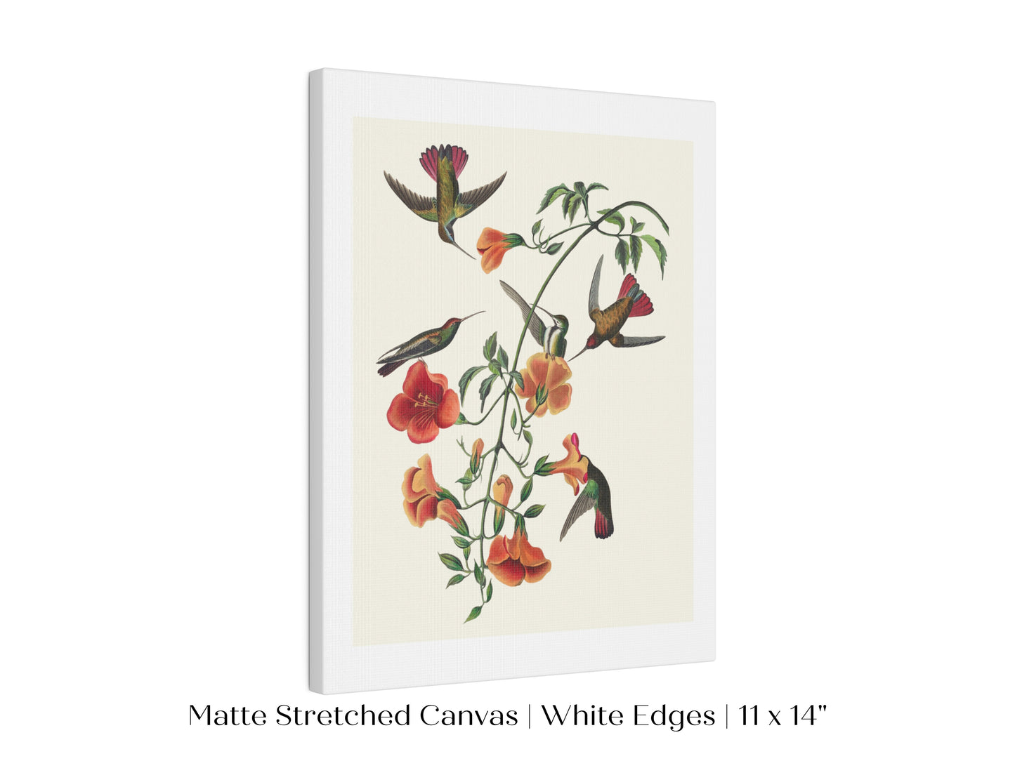 Mango Hummingbird Illustration | P258