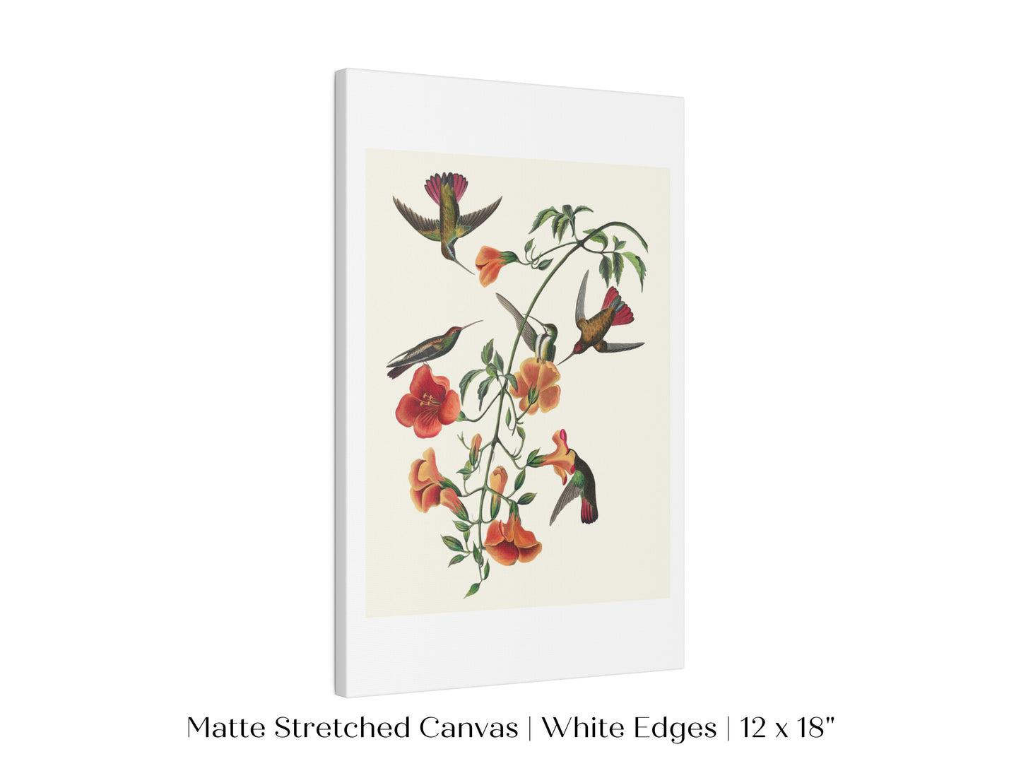Mango Hummingbird Illustration | P258