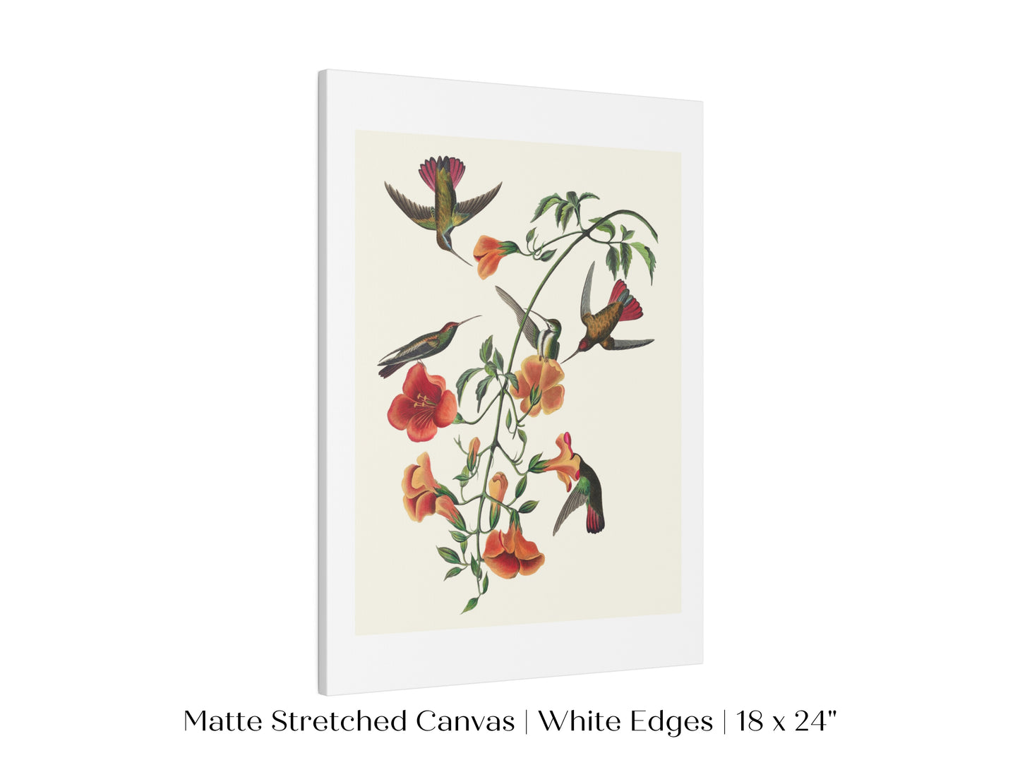 Mango Hummingbird Illustration | P258