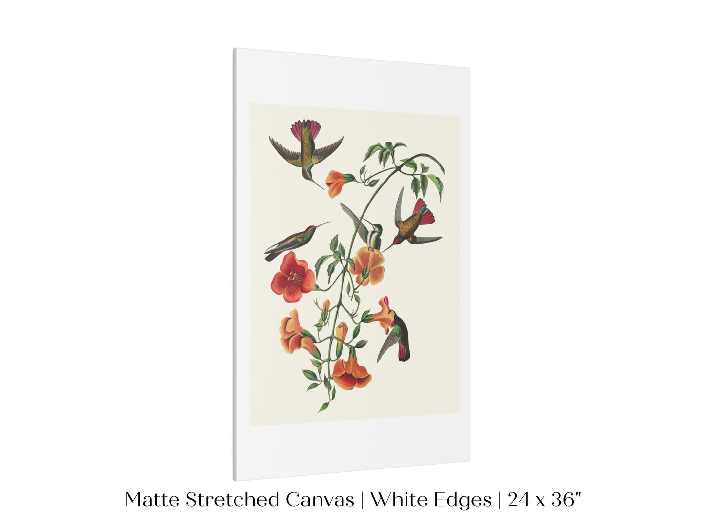 Mango Hummingbird Illustration | P258