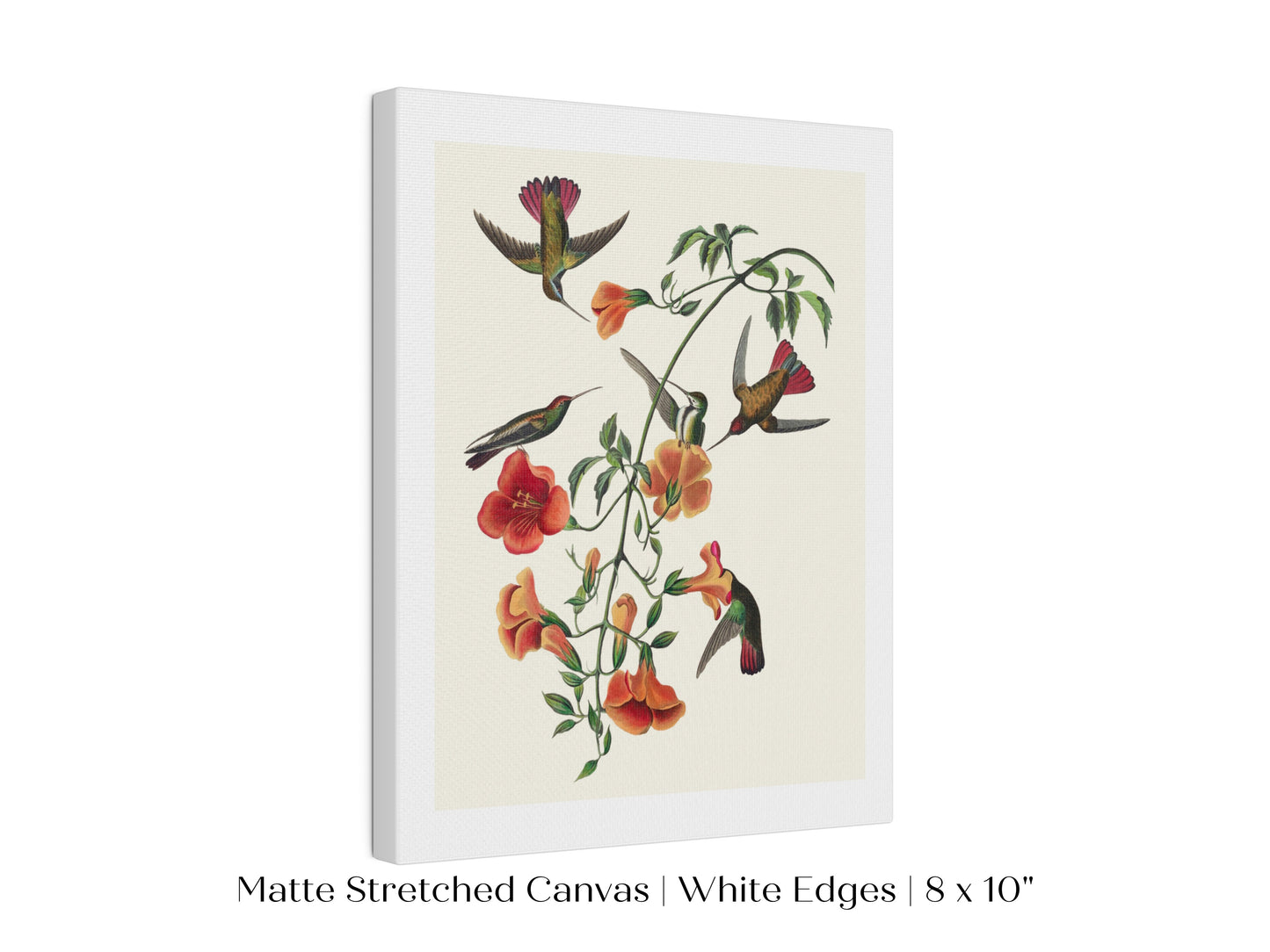 Mango Hummingbird Illustration | P258