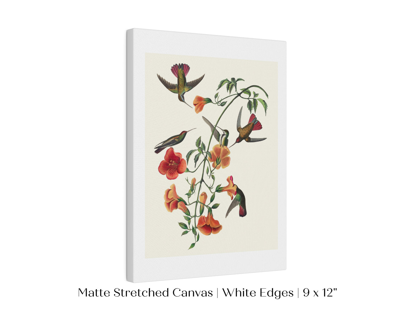 Mango Hummingbird Illustration | P258