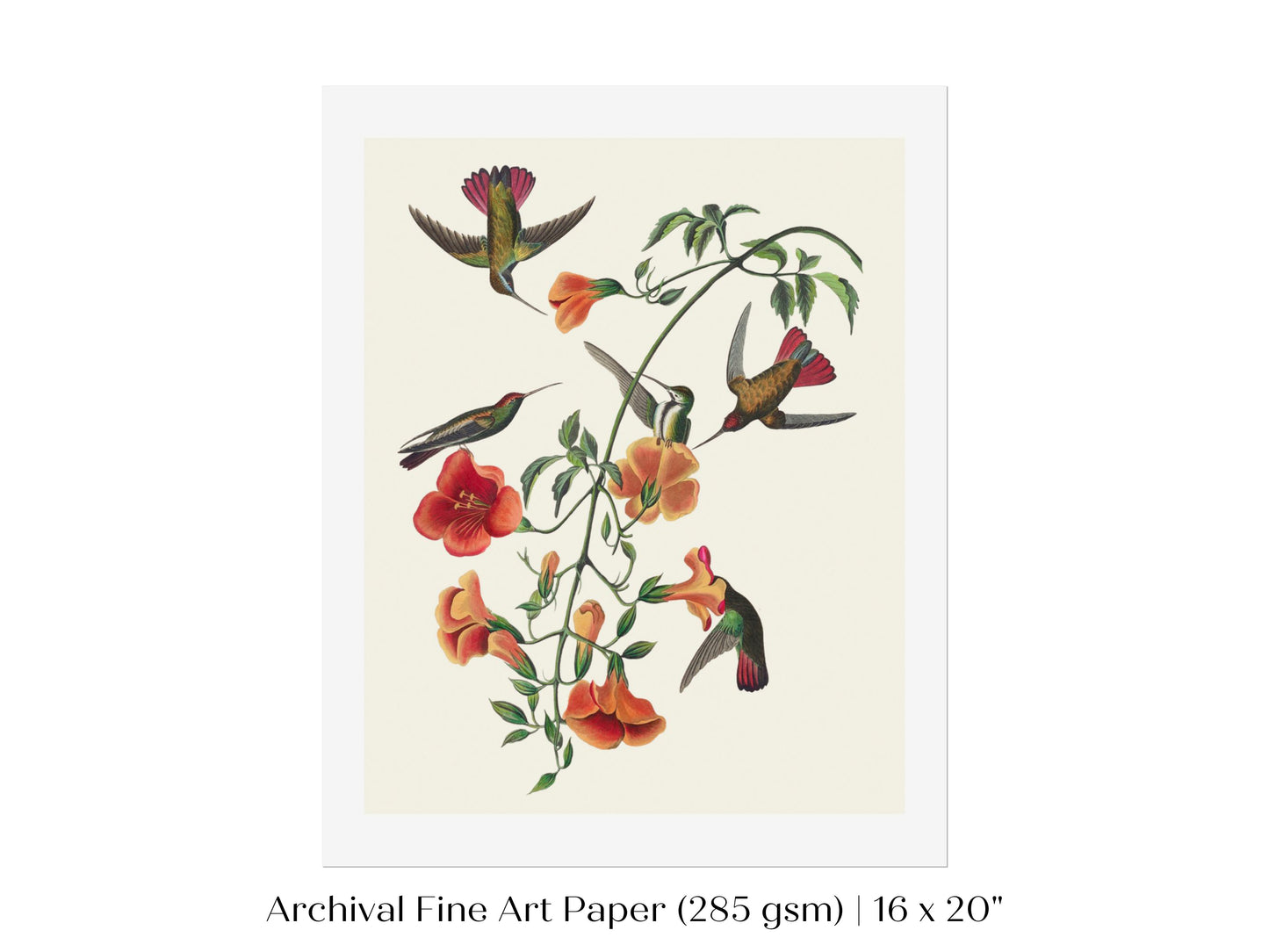 Mango Hummingbird Illustration | P258