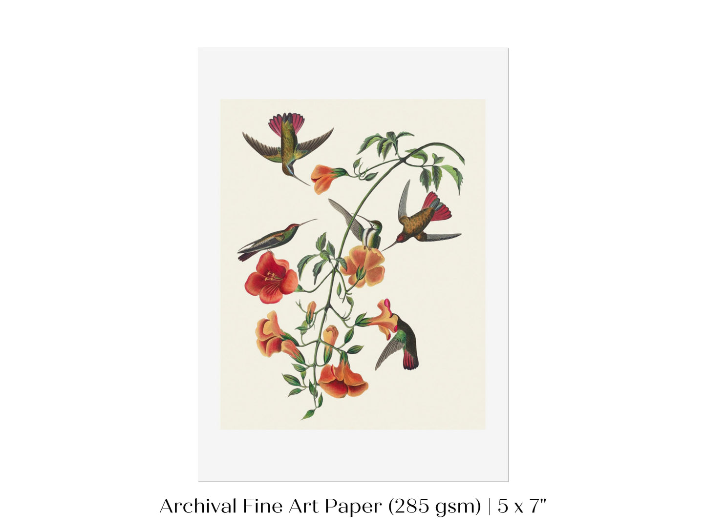 Mango Hummingbird Illustration | P258