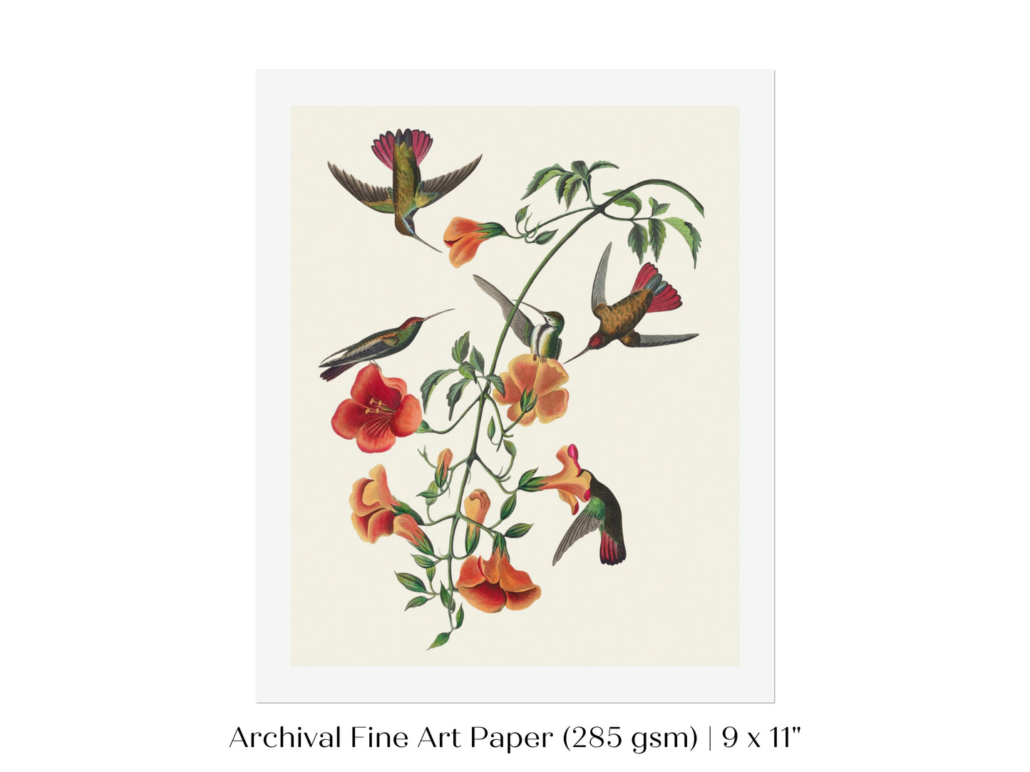 Mango Hummingbird Illustration | P258