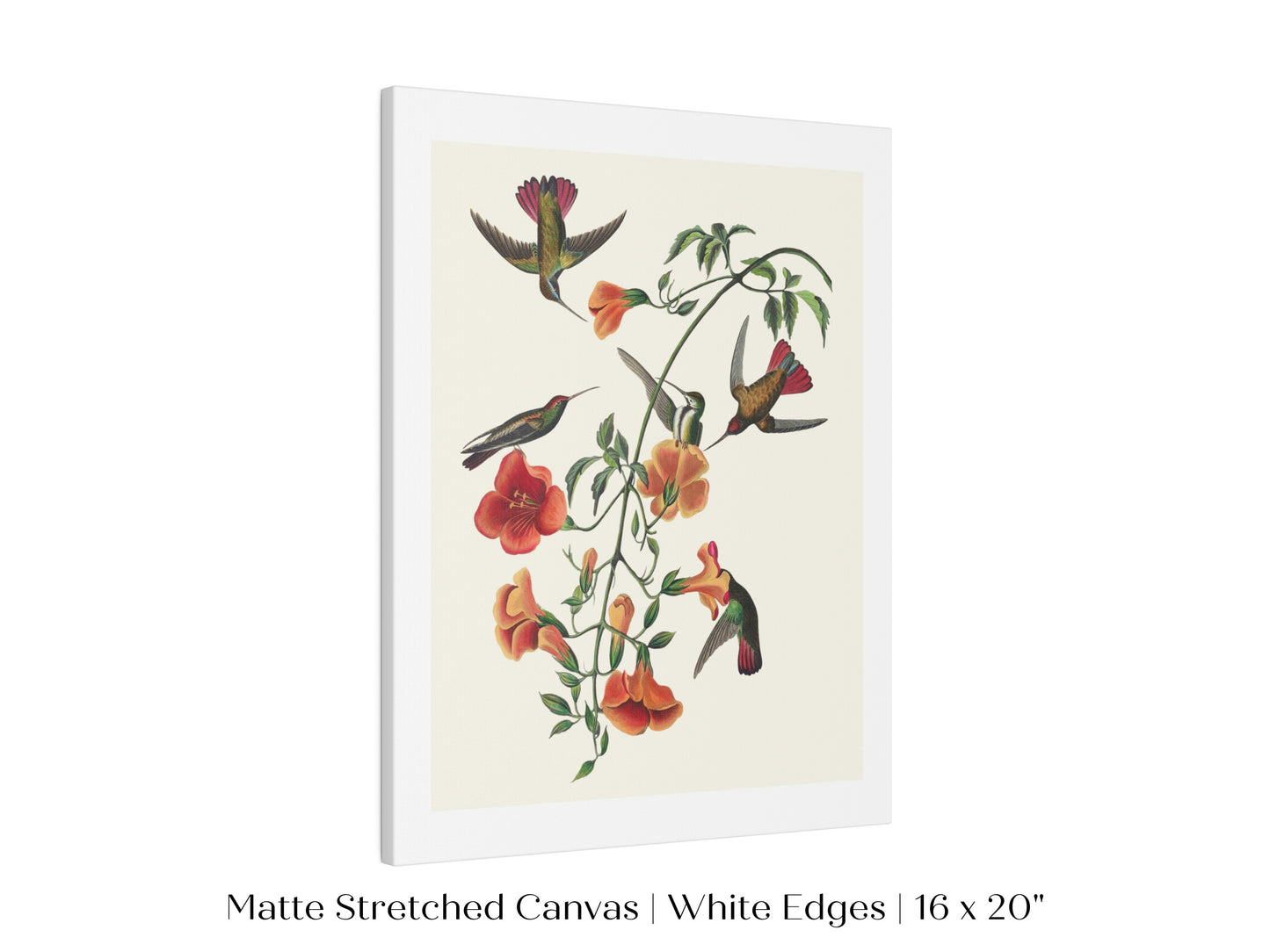 Mango Hummingbird Illustration | P258