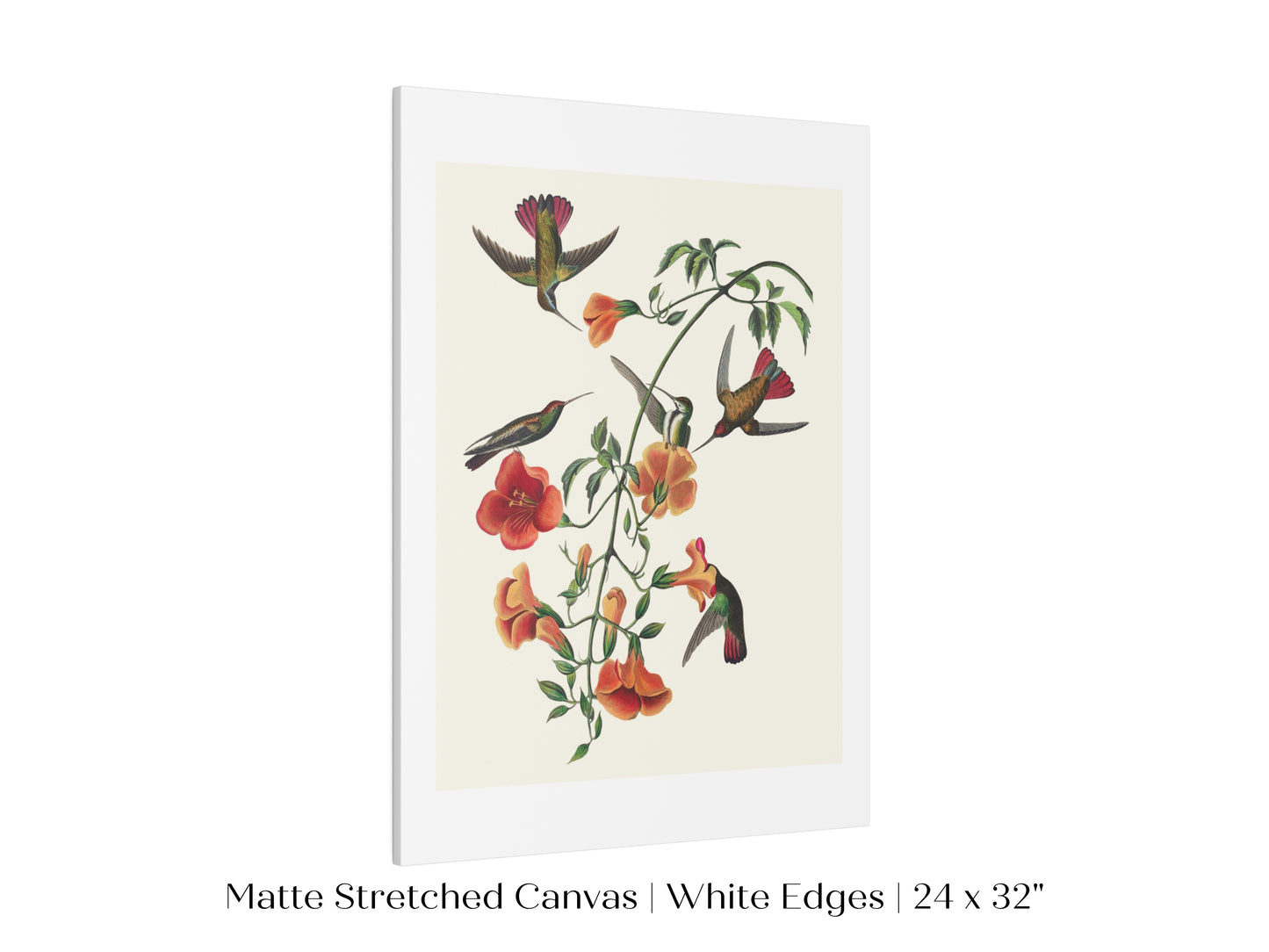 Mango Hummingbird Illustration | P258