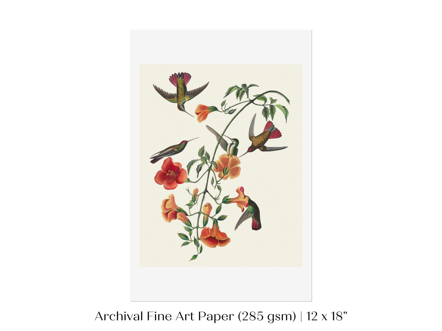 Mango Hummingbird Illustration | P258