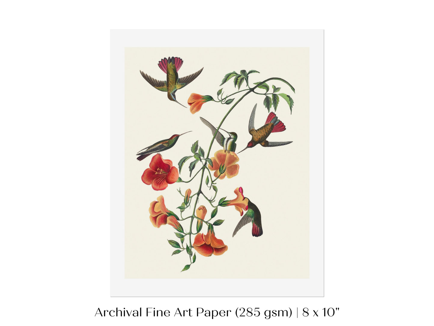 Mango Hummingbird Illustration | P258