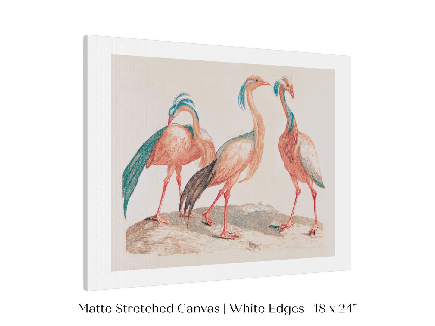 Pink Cranes | P173