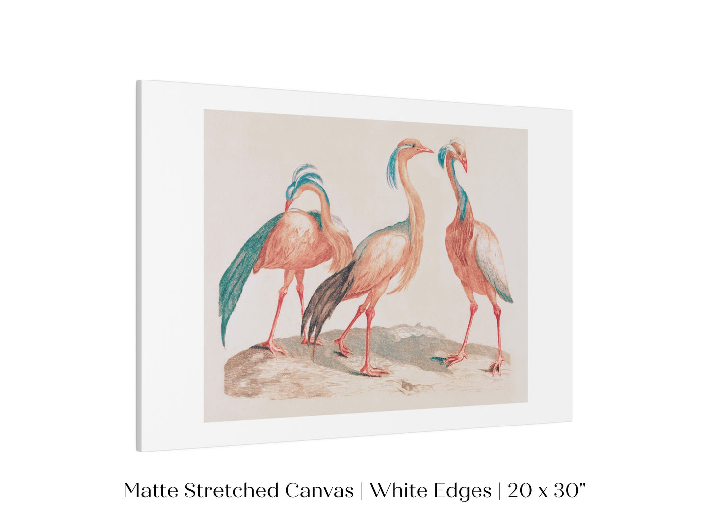 Pink Cranes | P173