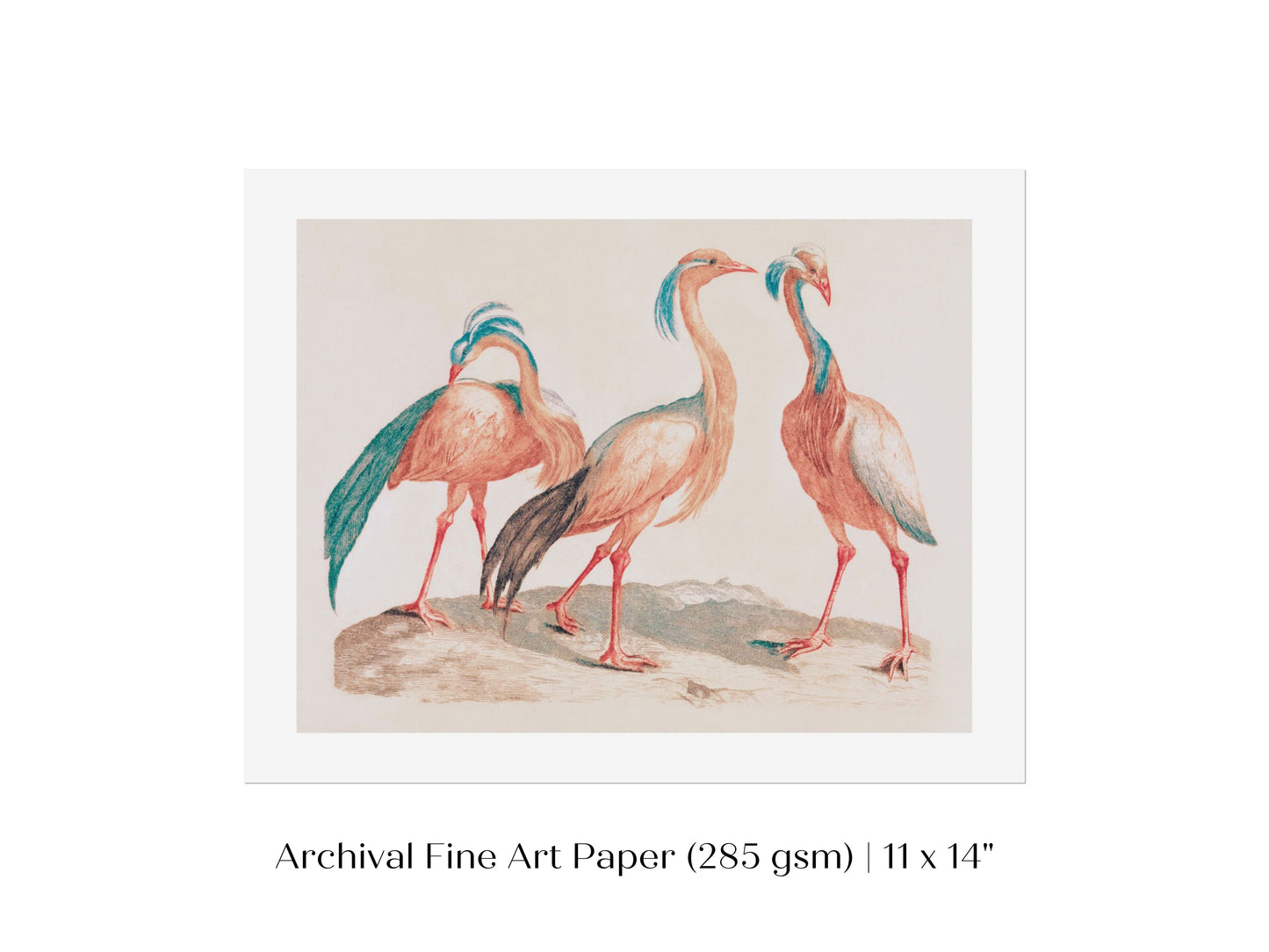 Pink Cranes | P173