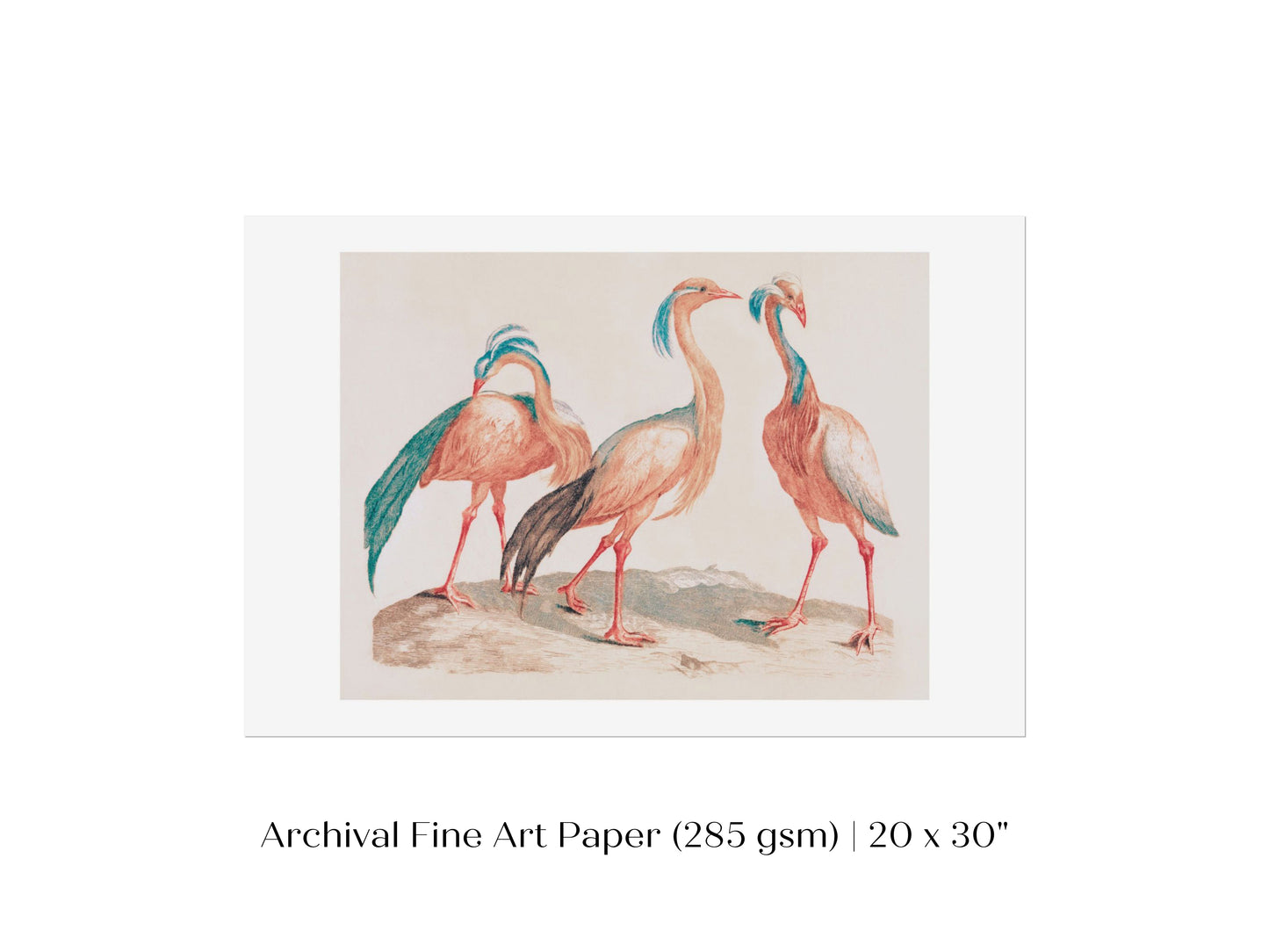 Pink Cranes | P173